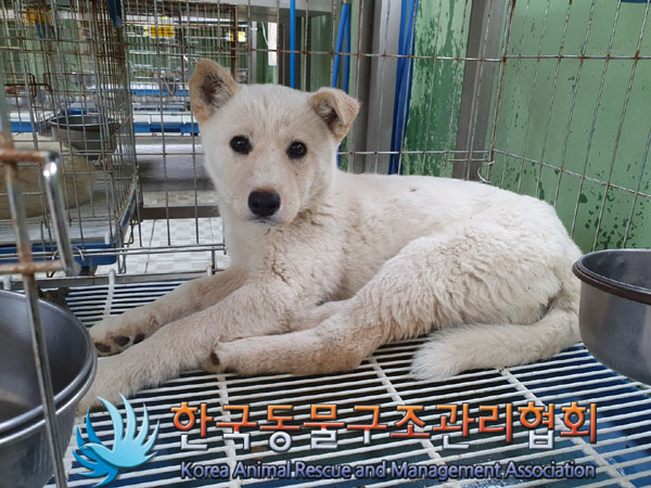 한국동물구조관리협회_441559202300172